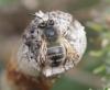 Anthophora plumipes